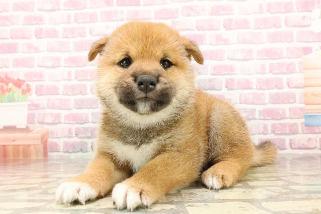 埼玉県の柴犬(標準サイズ) (Coo&RIKUアニマルケアセンター大宮/2025年5月5日生まれ/男の子/赤)の子犬の2枚目の画像