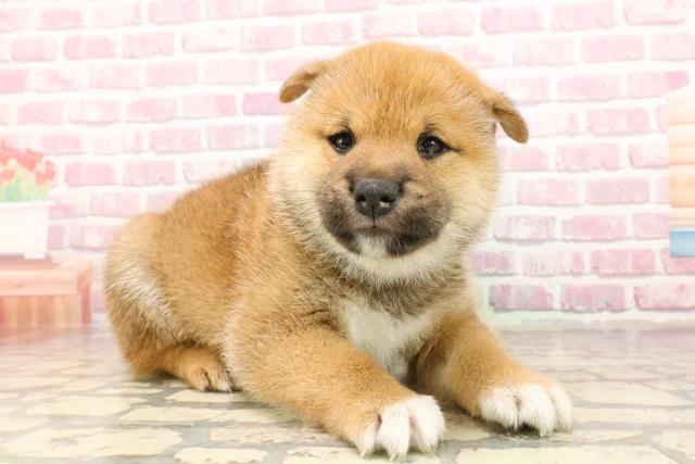 埼玉県の柴犬(標準サイズ) (Coo&RIKUアニマルケアセンター大宮/2025年5月5日生まれ/男の子/赤)の子犬の3枚目の画像
