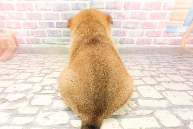 埼玉県の柴犬(標準サイズ) (Coo&RIKUアニマルケアセンター大宮/2025年5月5日生まれ/男の子/赤)の子犬の4枚目の画像