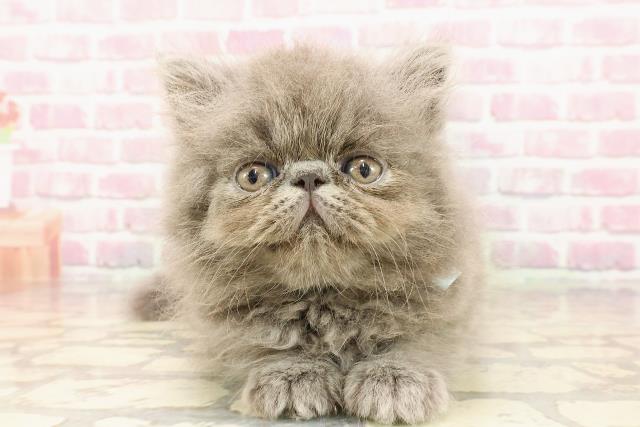 埼玉県のエキゾチック (Coo&RIKUアニマルケアセンター大宮/2025年5月4日生まれ/男の子/ブルー)の子猫の1枚目の画像