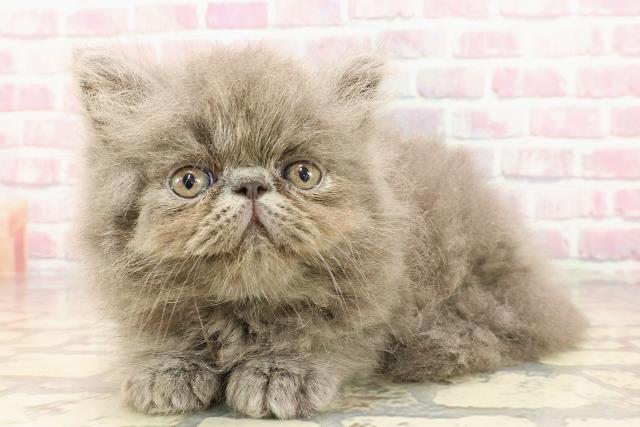 埼玉県のエキゾチック (Coo&RIKUアニマルケアセンター大宮/2025年5月4日生まれ/男の子/ブルー)の子猫の2枚目の画像