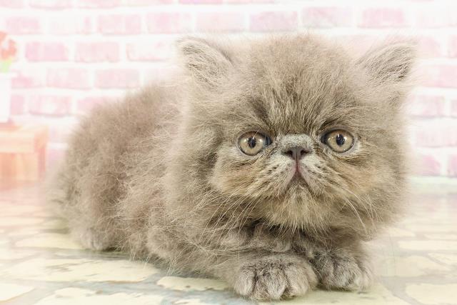埼玉県のエキゾチック (Coo&RIKUアニマルケアセンター大宮/2025年5月4日生まれ/男の子/ブルー)の子猫の3枚目の画像