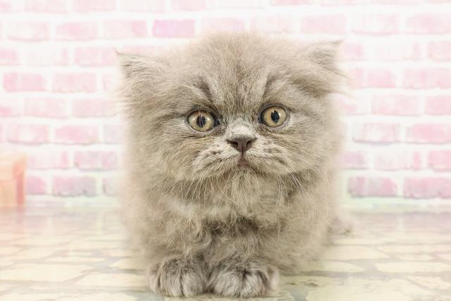 埼玉県のエキゾチック (Coo&RIKUアニマルケアセンター大宮/2025年5月4日生まれ/女の子/ブルー)の子猫の1枚目の画像