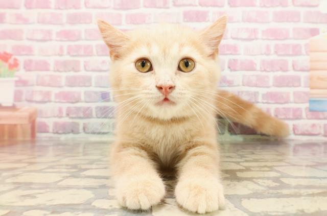 埼玉県のマンチカン (Coo&RIKUアニマルケアセンター大宮/2025年4月3日生まれ/男の子/クリームタビー)の子猫の1枚目の画像