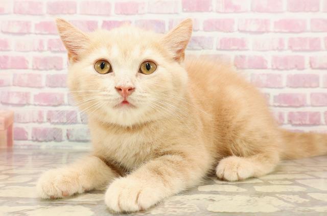 埼玉県のマンチカン (Coo&RIKUアニマルケアセンター大宮/2025年4月3日生まれ/男の子/クリームタビー)の子猫の2枚目の画像
