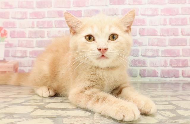 埼玉県のマンチカン (Coo&RIKUアニマルケアセンター大宮/2025年4月3日生まれ/男の子/クリームタビー)の子猫の3枚目の画像