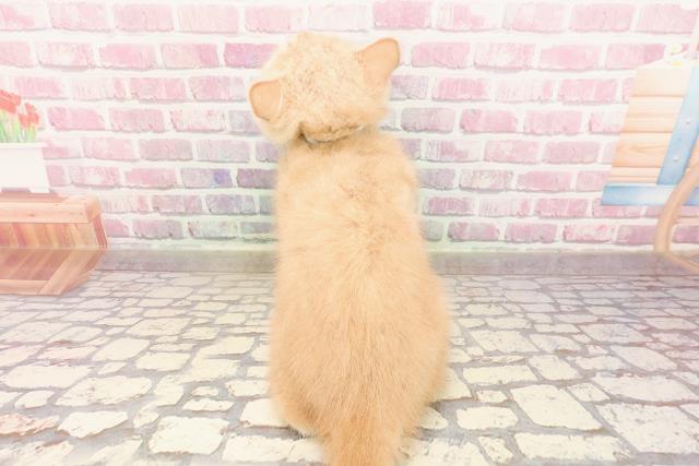 埼玉県のマンチカン (Coo&RIKUアニマルケアセンター大宮/2025年4月3日生まれ/男の子/クリームタビー)の子猫の4枚目の画像