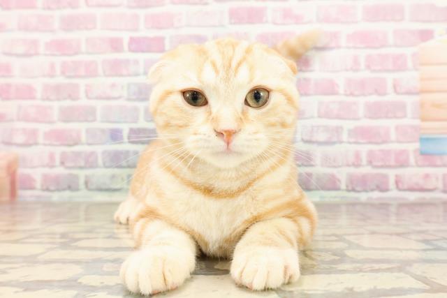 栃木県のスコティッシュフォールド (Coo&RIKU小山店/2025年5月6日生まれ/男の子/レッドタビー)の子猫の1枚目の画像