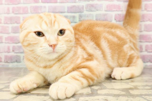 栃木県のスコティッシュフォールド (Coo&RIKU小山店/2025年5月6日生まれ/男の子/レッドタビー)の子猫の2枚目の画像