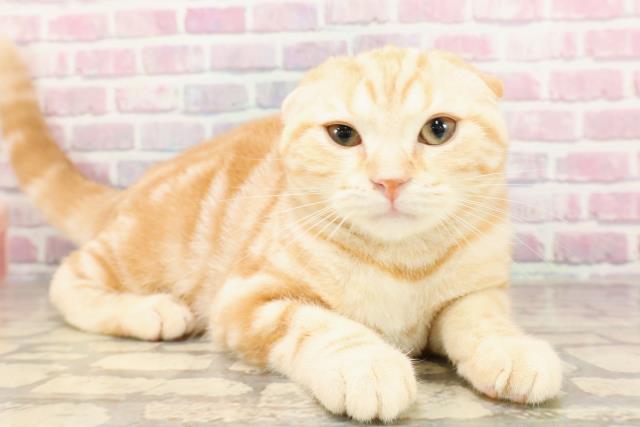 栃木県のスコティッシュフォールド (Coo&RIKU小山店/2025年5月6日生まれ/男の子/レッドタビー)の子猫の3枚目の画像