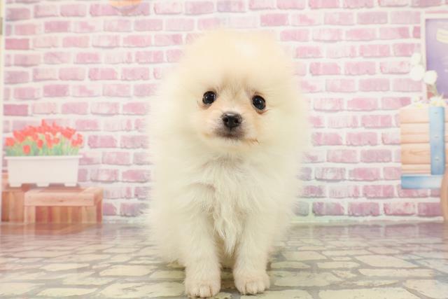 埼玉県のポメラニアン (Coo&RIKUアニマルケアセンター大宮/2025年5月6日生まれ/男の子/クリーム)の子犬の1枚目の画像