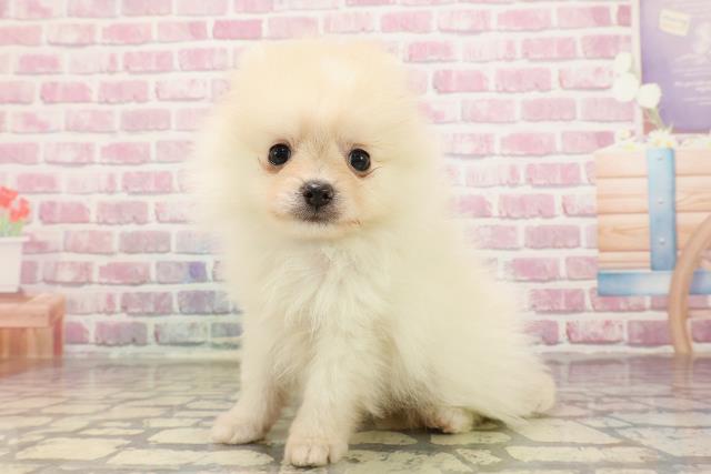 埼玉県のポメラニアン (Coo&RIKUアニマルケアセンター大宮/2025年5月6日生まれ/男の子/クリーム)の子犬の2枚目の画像