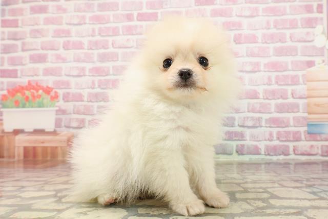 埼玉県のポメラニアン (Coo&RIKUアニマルケアセンター大宮/2025年5月6日生まれ/男の子/クリーム)の子犬の3枚目の画像