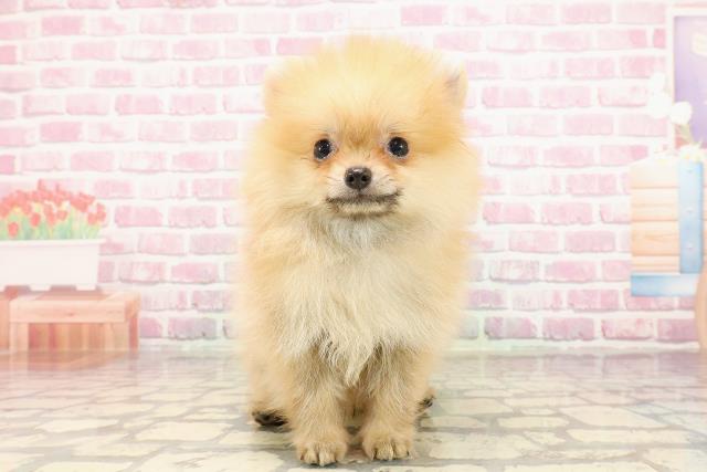 埼玉県のポメラニアン (Coo&RIKUアニマルケアセンター大宮/2025年4月30日生まれ/男の子/オレンジ)の子犬の1枚目の画像