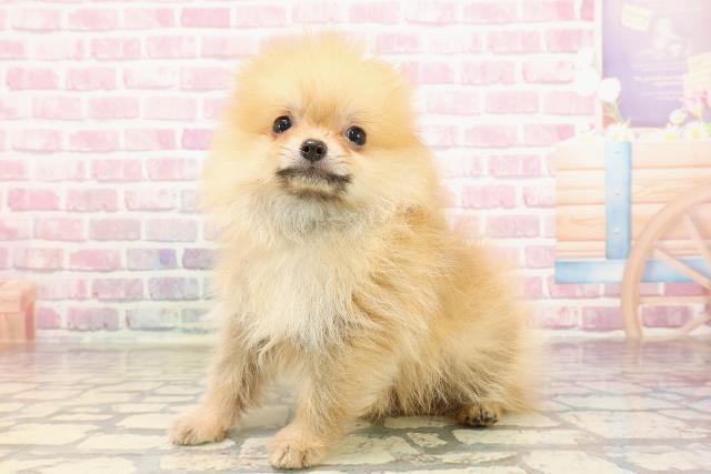 埼玉県のポメラニアン (Coo&RIKUアニマルケアセンター大宮/2025年4月30日生まれ/男の子/オレンジ)の子犬の2枚目の画像
