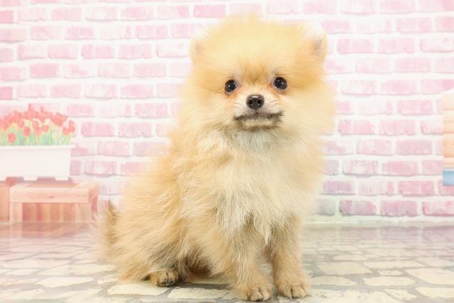 埼玉県のポメラニアン (Coo&RIKUアニマルケアセンター大宮/2025年4月30日生まれ/男の子/オレンジ)の子犬の3枚目の画像