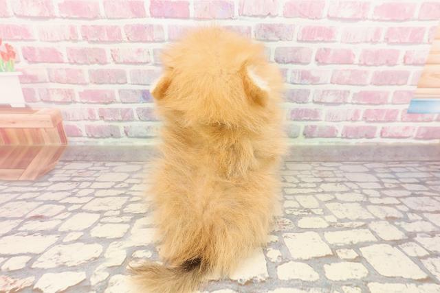 埼玉県のポメラニアン (Coo&RIKUアニマルケアセンター大宮/2025年4月30日生まれ/男の子/オレンジ)の子犬の4枚目の画像