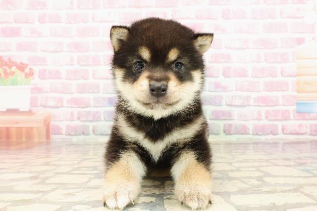 埼玉県の豆柴 (Coo&RIKUアニマルケアセンター大宮/2025年5月5日生まれ/男の子/黒)の子犬の1枚目の画像