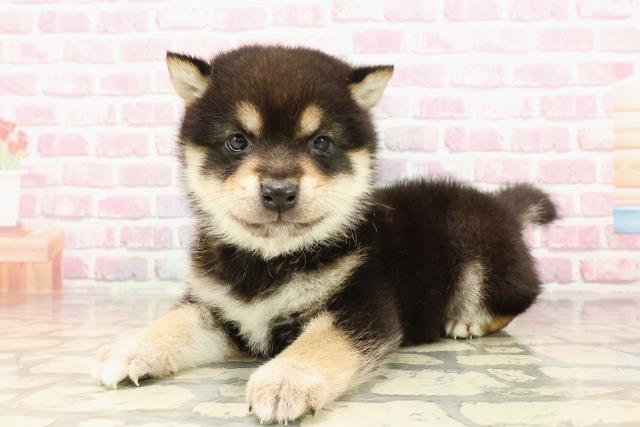 埼玉県の豆柴 (Coo&RIKUアニマルケアセンター大宮/2025年5月5日生まれ/男の子/黒)の子犬の2枚目の画像