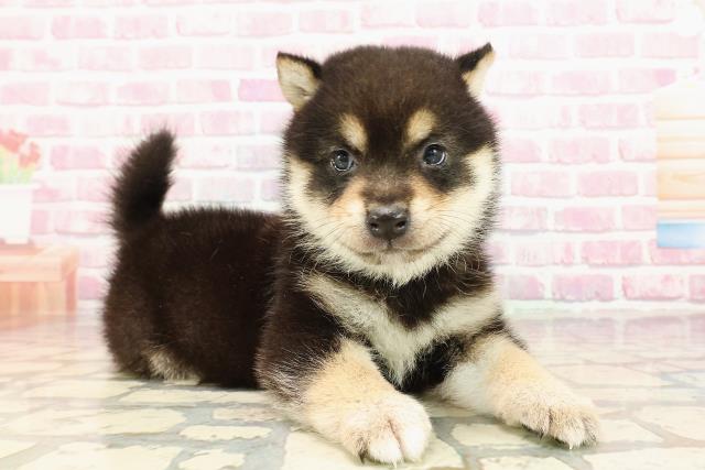 埼玉県の豆柴 (Coo&RIKUアニマルケアセンター大宮/2025年5月5日生まれ/男の子/黒)の子犬の3枚目の画像