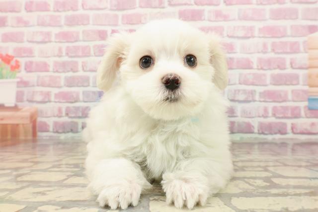 千葉県のマルチーズ (Coo&RIKU市原店/2025年5月2日生まれ/男の子/ホワイト)の子犬