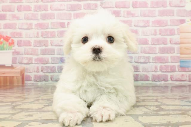 千葉県のマルチーズ (Coo&RIKU木更津店/2025年5月2日生まれ/男の子/ホワイト)の子犬の1枚目の画像