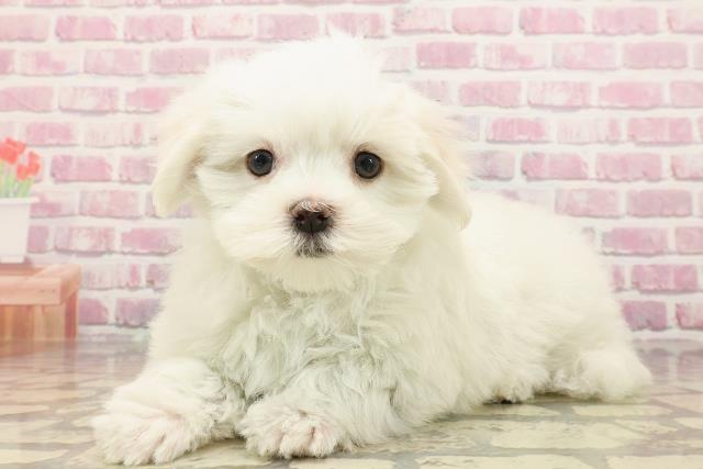千葉県のマルチーズ (Coo&RIKU木更津店/2025年5月2日生まれ/男の子/ホワイト)の子犬の2枚目の画像
