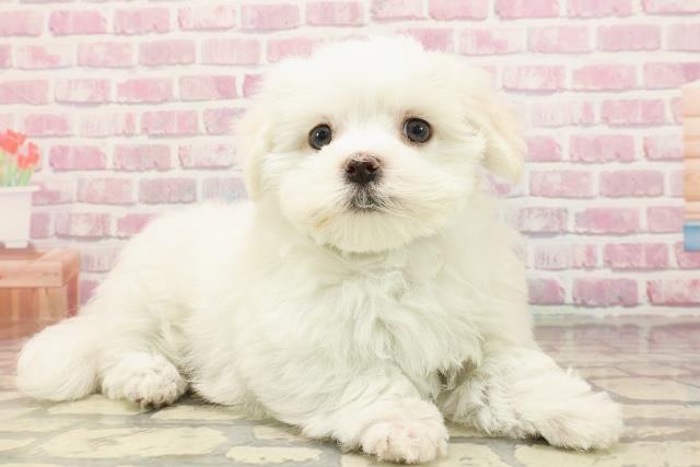 千葉県のマルチーズ (Coo&RIKU木更津店/2025年5月2日生まれ/男の子/ホワイト)の子犬の3枚目の画像