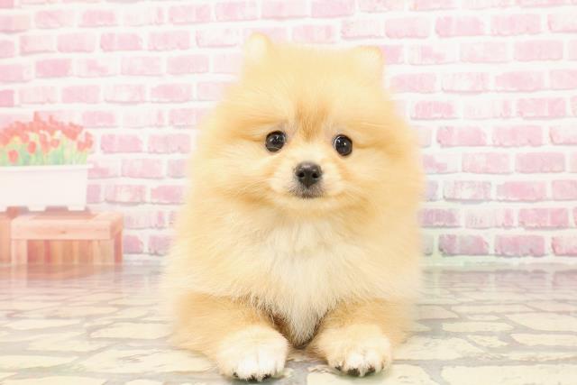 福井県のポメラニアン (Coo&RIKU福井店/2025年5月5日生まれ/女の子/オレンジ)の子犬の1枚目の画像