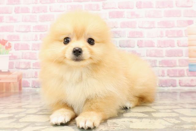 福井県のポメラニアン (Coo&RIKU福井店/2025年5月5日生まれ/女の子/オレンジ)の子犬の2枚目の画像