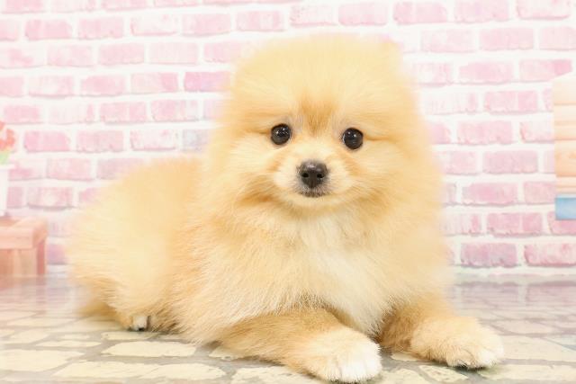 福井県のポメラニアン (Coo&RIKU福井店/2025年5月5日生まれ/女の子/オレンジ)の子犬の3枚目の画像