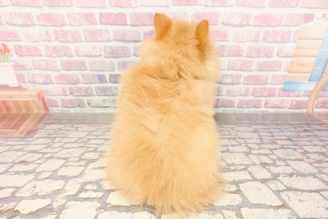 福井県のポメラニアン (Coo&RIKU福井店/2025年5月5日生まれ/女の子/オレンジ)の子犬の4枚目の画像