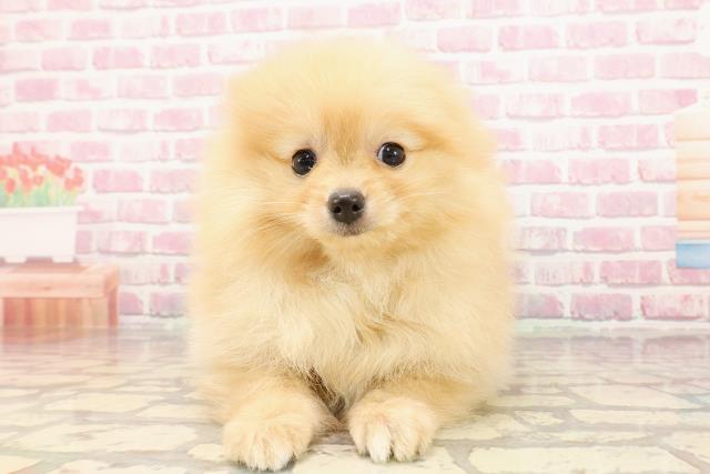 千葉県のポメラニアン (Coo&RIKU市原店/2025年5月5日生まれ/女の子/オレンジ)の子犬