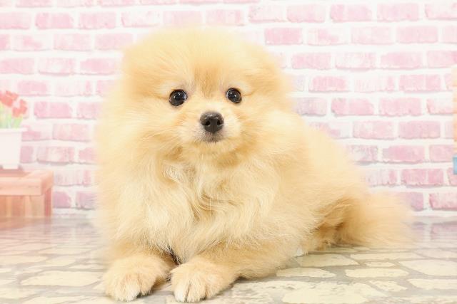千葉県のポメラニアン (Coo&RIKU市原店/2025年5月5日生まれ/女の子/オレンジ)の子犬の2枚目の画像
