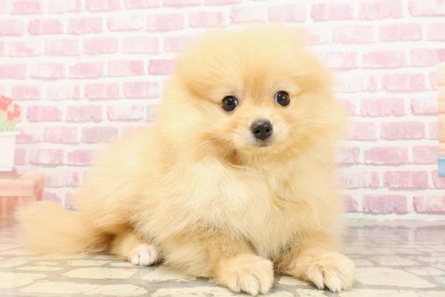 千葉県のポメラニアン (Coo&RIKU市原店/2025年5月5日生まれ/女の子/オレンジ)の子犬の3枚目の画像