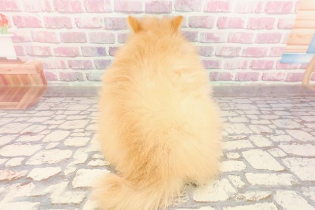 千葉県のポメラニアン (Coo&RIKU市原店/2025年5月5日生まれ/女の子/オレンジ)の子犬の4枚目の画像