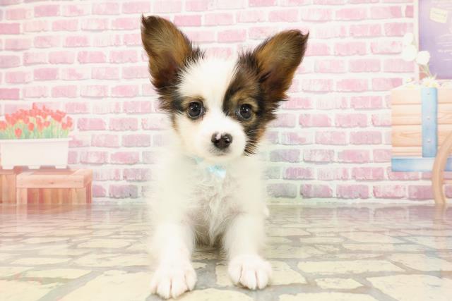 福井県のパピヨン (Coo&RIKU福井店/2025年5月6日生まれ/男の子/ホワイトブラウン)の子犬の1枚目の画像