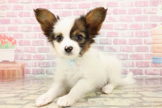 福井県のパピヨン (Coo&RIKU福井店/2025年5月6日生まれ/男の子/ホワイトブラウン)の子犬の2枚目の画像