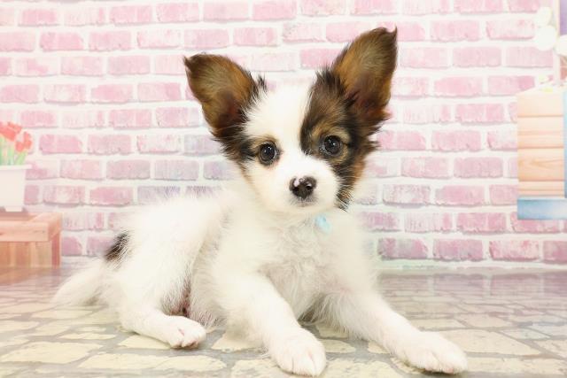 福井県のパピヨン (Coo&RIKU福井店/2025年5月6日生まれ/男の子/ホワイトブラウン)の子犬の3枚目の画像
