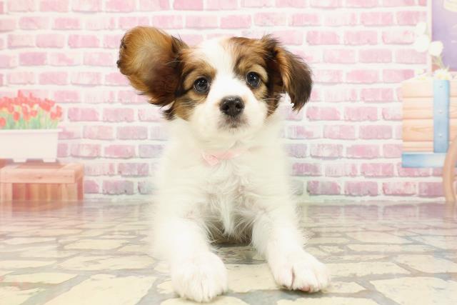 千葉県のパピヨン (Coo&RIKU市原店/2025年5月6日生まれ/女の子/ホワイトブラウン)の子犬