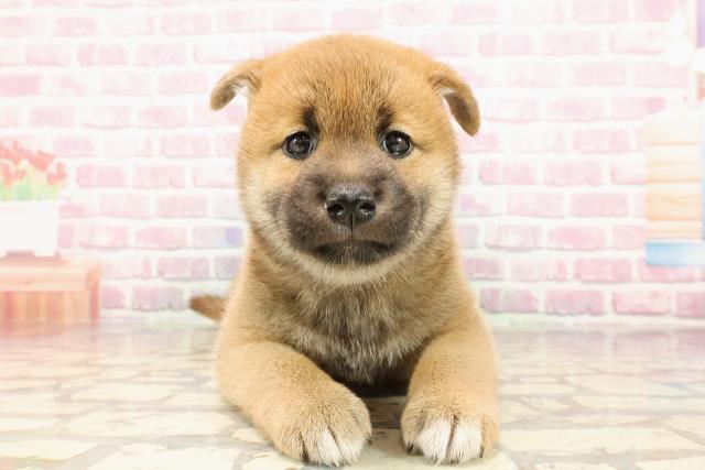 柴犬