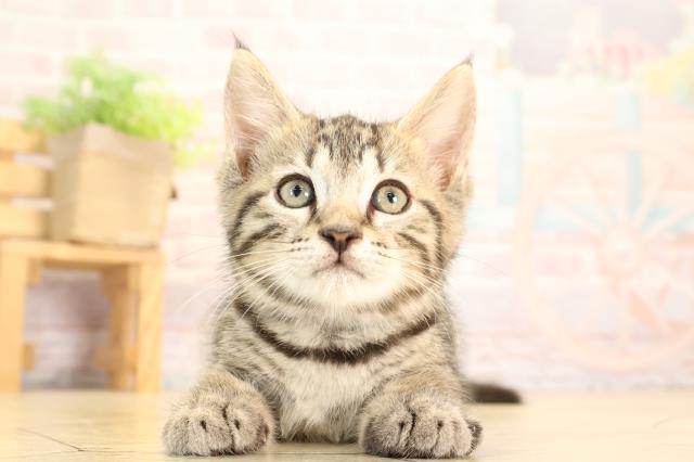 愛知県のジェネッタ (Coo&RIKU岡崎店/2025年5月6日生まれ/男の子/ブラウンスポットタビー)の子猫