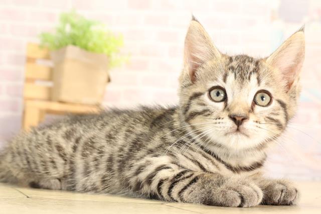 愛知県のジェネッタ (Coo&RIKU岡崎店/2025年5月6日生まれ/男の子/ブラウンスポットタビー)の子猫の2枚目の画像