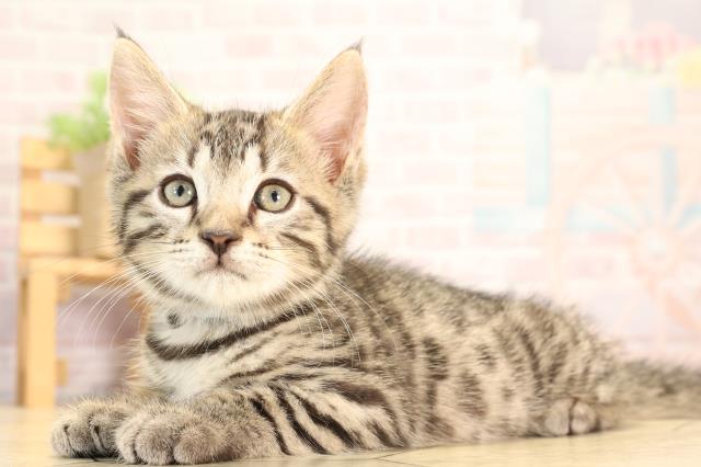 愛知県のジェネッタ (Coo&RIKU岡崎店/2025年5月6日生まれ/男の子/ブラウンスポットタビー)の子猫の3枚目の画像