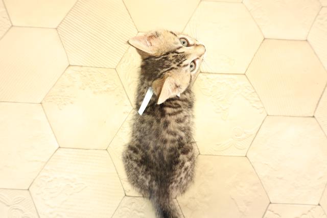 愛知県のジェネッタ (Coo&RIKU岡崎店/2025年5月6日生まれ/男の子/ブラウンスポットタビー)の子猫の4枚目の画像