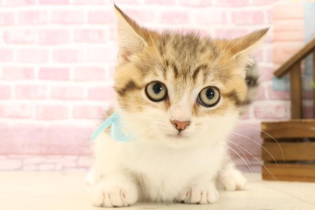 大分県のマンチカン (Coo&RIKU大分店/2025年1月19日生まれ/男の子/ブラウンタビーホワイト)の子猫の1枚目の画像