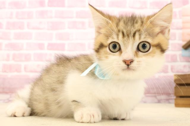 大分県のマンチカン (Coo&RIKU大分店/2025年1月19日生まれ/男の子/ブラウンタビーホワイト)の子猫の2枚目の画像