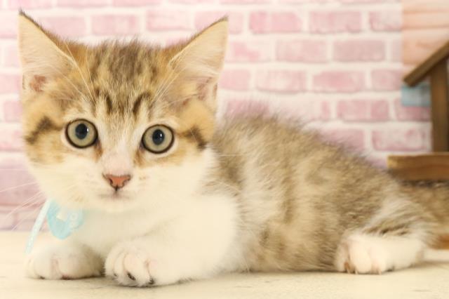 大分県のマンチカン (Coo&RIKU大分店/2025年1月19日生まれ/男の子/ブラウンタビーホワイト)の子猫の3枚目の画像
