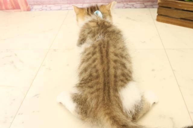 大分県のマンチカン (Coo&RIKU大分店/2025年1月19日生まれ/男の子/ブラウンタビーホワイト)の子猫の4枚目の画像