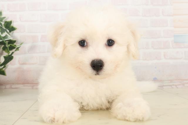熊本県のビションフリーゼ (Coo&RIKU宇土シティモール店/2025年5月6日生まれ/男の子/ホワイト)の子犬の1枚目の画像